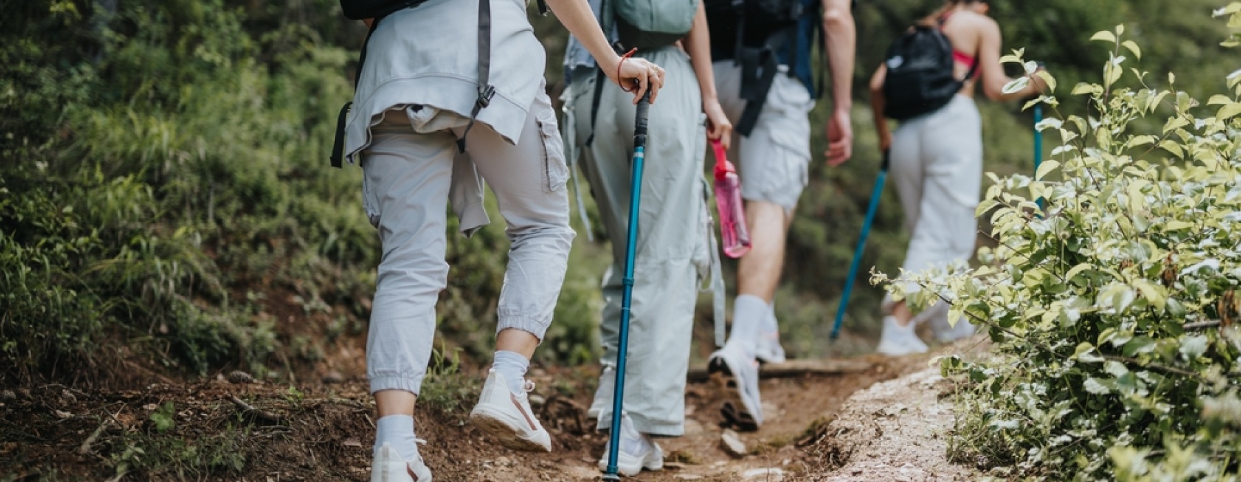 hikers walking through forest
