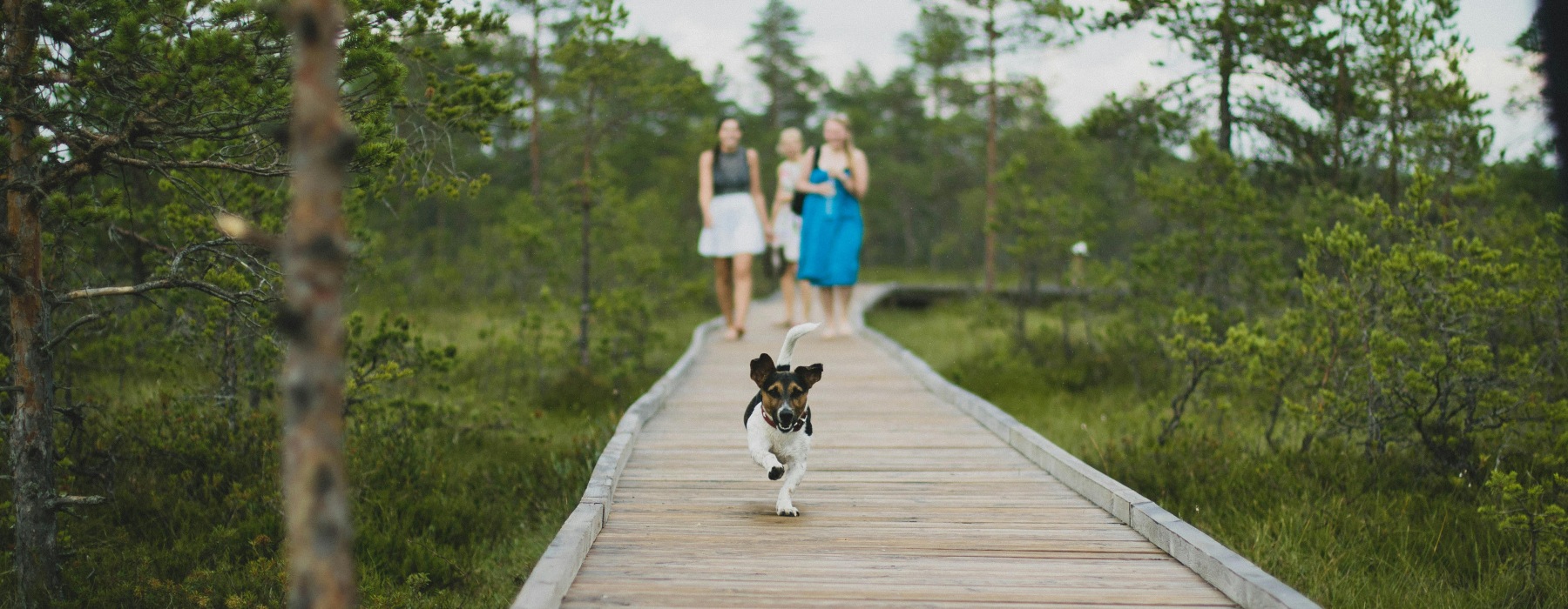 Small dog running on a wooden trail with people in the background, highlighting dog-friendly parks near Rosharon, Texas.