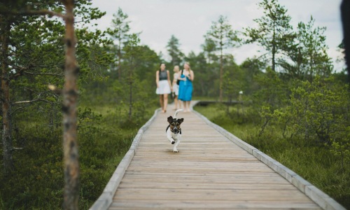 Small dog running on a wooden trail with people in the background, highlighting dog-friendly parks near Rosharon, Texas.